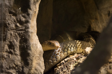 serpiente