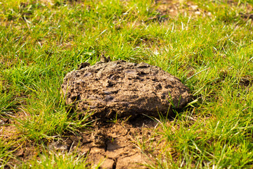 fertilizer manure, cow cake, poop
