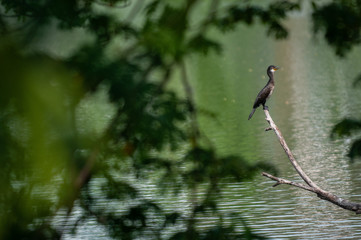 Oriental darter 