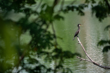 Oriental darter 