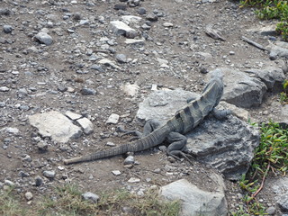 Ctenosaura similis, black spiny-tailed iguana at TULUM city in Mexico
