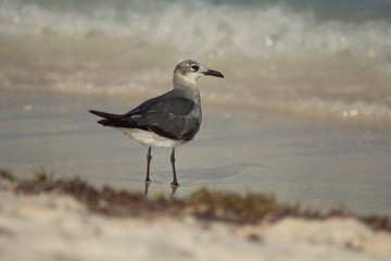 gaviota en la playa