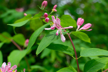 Macro shot of Lonicera tatarica or Italian woodbine