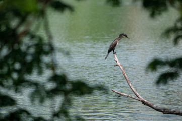 Oriental darter 