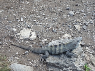 Ctenosaura similis, black spiny-tailed iguana at TULUM city in Mexico