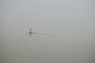 Oriental darter 