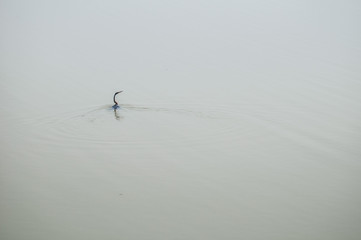 Oriental darter 