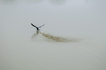 Oriental darter 