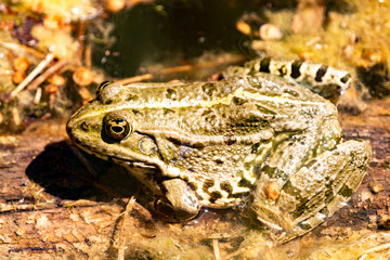 Pelophylax ridibundus