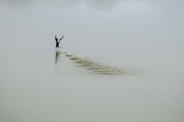 Oriental darter 