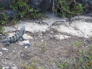 Ctenosaura similis, black spiny-tailed iguana at TULUM city in Mexico