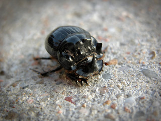 Insecto escarabajo con forma de rinoceronte