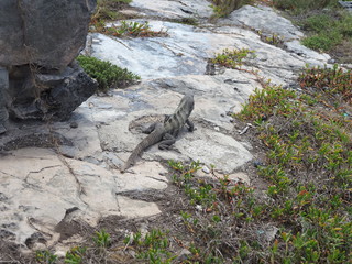Ctenosaura similis, black spiny-tailed iguana at TULUM city in Mexico