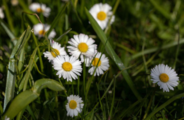 
Sweden. Daisies in the grass on a spring morning