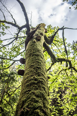 Fototapeta premium tree in the woods