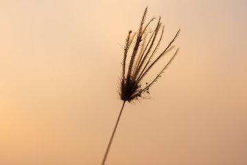 Grass flowers in the backyard in summer.