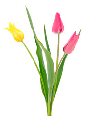 Bouquet tulips isolated.