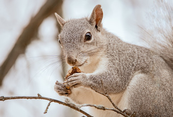 Cute close up of California western gray squirrel looking in camera