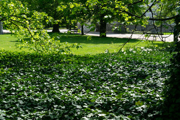 Parthenocissus tricuspidata, boston ivy or grape ivy