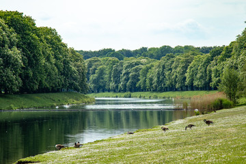 panorama of a park, trees behind a green meadow and a small lake with group of geese, Branta canadensis