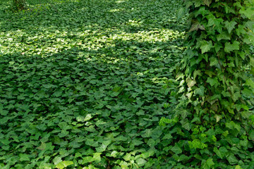 Parthenocissus tricuspidata, boston ivy or grape ivy