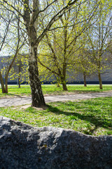 birch tree in city park, springtime, vertical image