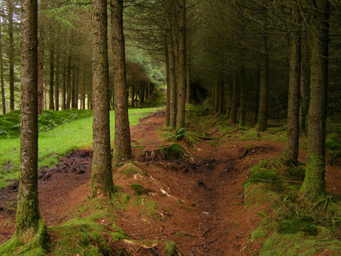 Group of Red Spruce (Picea rubens) trees growing on The Isle of Arran. Arran is an island off the west coast of Scotland. 