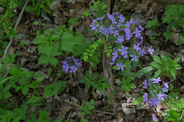 Purple wildflowers