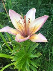 Pink Lily