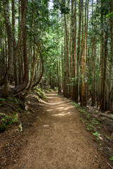 Dirt Trail Along Curving Pine Trees