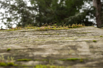 Fototapeta premium Moss and lichens growth on the bark of felled tree in California, USA