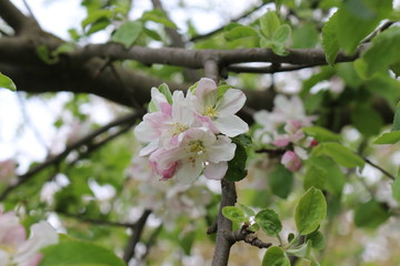 
Pink flowers blossomed on an apple tree in spring