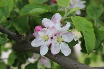 
Pink flowers blossomed on an apple tree in spring