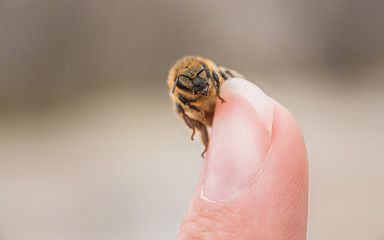 Honeybee with pollen dust on human finger biodiversity ecology concept
