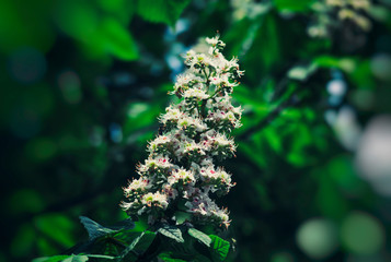 flowering chestnut tree in spring