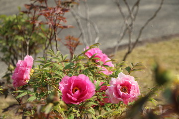 赤い牡丹の花