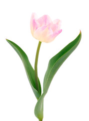 Fototapeta premium Pink tulips isolated.