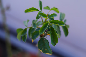 Beautiful young leaf of Indian rose  with blurred background