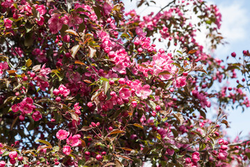Obraz na płótnie Canvas Blooming apple tree with pink flowers on a sunny spring day