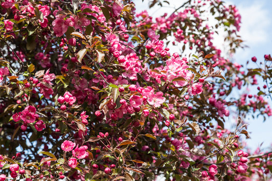 Blooming apple tree with pink flowers on a sunny spring day