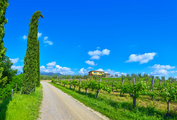 Italian winery in Tuscany near Reggello.