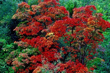 AUTOMNE MERCANTOUR FRANCE 2