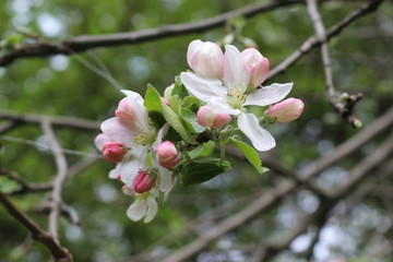 
Pink flowers blossomed on an apple tree in spring