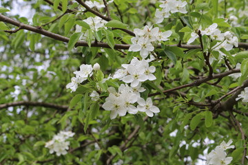 
Snow-white flowers blossomed on a pear tree in spring