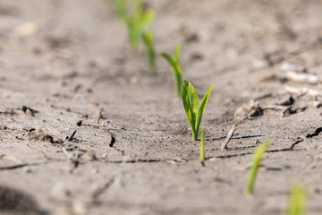 Young new corn plant, VE growth stage, emerging in farm field. Rain and flooding have caused hard, cracking soil conditions during spring planting season