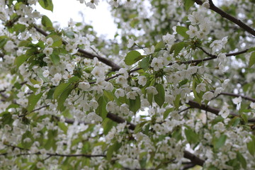 
Snow-white flowers blossomed on a pear tree in spring