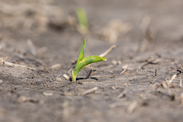 Young new corn plant, VE growth stage, emerging in farm field. Rain and flooding have caused hard, cracking soil conditions during spring planting season