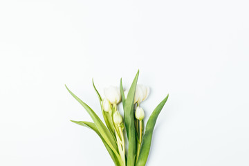 Bouquet of fresh delicate tulip flowers on white background