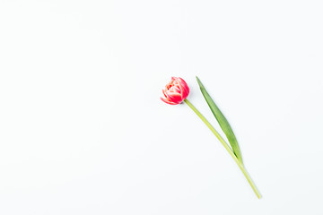 Minimal flat lay of beautiful pink tulip flower with green leaf