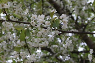 
Snow-white flowers blossomed on a pear tree in spring